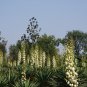 Yucca Gloriosa, Glorious Yucca Seed 1000 PCS, Feng Wei Lan