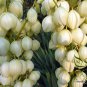 Yucca Gloriosa, Glorious Yucca Seed 1000 PCS, Feng Wei Lan