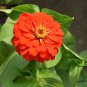 Zinnias Elegans, Common Zinnia Seed 1000 PCS, Bai Ri Cao