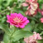 Zinnias Elegans, Common Zinnia Seed 1000 PCS, Bai Ri Cao
