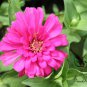 Zinnias Elegans, Common Zinnia Seed 1000 PCS, Bai Ri Cao