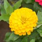 Zinnias Elegans, Common Zinnia Seed 1000 PCS, Bai Ri Cao