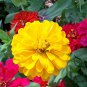 Zinnias Elegans, Common Zinnia Seed 1000 PCS, Bai Ri Cao