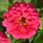 Zinnias Elegans, Common Zinnia Seed 1000 PCS, Bai Ri Cao