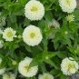 Zinnias Elegans, Common Zinnia Seed 1000 PCS, Bai Ri Cao