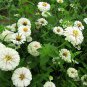 Zinnias Elegans, Common Zinnia Seed 1000 PCS, Bai Ri Cao