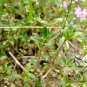 Thymus Mongolicus, Garden Thymus Seeds 2000 PCS, Bailixiang
