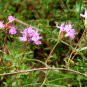 Thymus Mongolicus, Garden Thymus Seeds 2000 PCS, Bailixiang