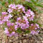Thymus Mongolicus, Garden Thymus Seeds 2000 PCS, Bailixiang