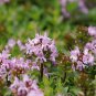Thymus Mongolicus, Garden Thymus Seeds 2000 PCS, Bailixiang