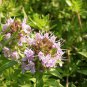 Thymus Mongolicus, Garden Thymus Seeds 2000 PCS, Bailixiang