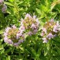 Thymus Mongolicus, Garden Thymus Seeds 2000 PCS, Bailixiang