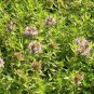 Thymus Mongolicus, Garden Thymus Seeds 2000 PCS, Bailixiang