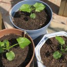 Thunbergia Alata, Black-Eyed Susan Vine Seed 1000 PCS, Hei Yan Su Shan