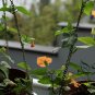 Thunbergia Alata, Black-Eyed Susan Vine Seed 1000 PCS, Hei Yan Su Shan