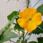 Thunbergia Alata, Black-Eyed Susan Vine Seed 1000 PCS, Hei Yan Su Shan