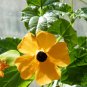 Thunbergia Alata, Black-Eyed Susan Vine Seed 1000 PCS, Hei Yan Su Shan