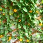 Thunbergia Alata, Black-Eyed Susan Vine Seed 1000 PCS, Hei Yan Su Shan