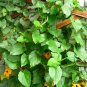 Thunbergia Alata, Black-Eyed Susan Vine Seed 1000 PCS, Hei Yan Su Shan