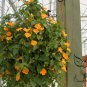 Thunbergia Alata, Black-Eyed Susan Vine Seed 1000 PCS, Hei Yan Su Shan