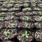 Texas Bluebells, Eustoma Grandiflorum Seed 2000 PCS, Yang Jiegeng