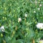 Texas Bluebells, Eustoma Grandiflorum Seed 2000 PCS, Yang Jiegeng
