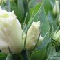 Texas Bluebells, Eustoma Grandiflorum Seed 2000 PCS, Yang Jiegeng