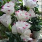 Texas Bluebells, Eustoma Grandiflorum Seed 2000 PCS, Yang Jiegeng