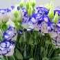 Texas Bluebells, Eustoma Grandiflorum Seed 2000 PCS, Yang Jiegeng