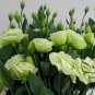 Texas Bluebells, Eustoma Grandiflorum Seed 2000 PCS, Yang Jiegeng