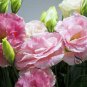 Texas Bluebells, Eustoma Grandiflorum Seed 2000 PCS, Yang Jiegeng