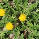 Taraxacum Officinale, Common Dandelion Seed 2000 PCS, Pugongying