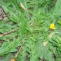 Taraxacum Officinale, Common Dandelion Seed 2000 PCS, Pugongying