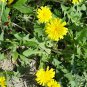 Taraxacum Officinale, Common Dandelion Seed 2000 PCS, Pugongying