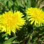 Taraxacum Officinale, Common Dandelion Seed 2000 PCS, Pugongying