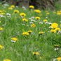 Taraxacum Officinale, Common Dandelion Seed 2000 PCS, Pugongying
