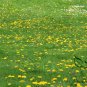Taraxacum Officinale, Common Dandelion Seed 2000 PCS, Pugongying