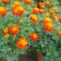 Tagetes Patula, French Marigold Seed 1000 PCS, Dainty Marietta Kongque Cao