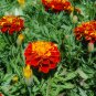 Tagetes Patula, French Marigold Seed 1000 PCS, Dainty Marietta Kongque Cao