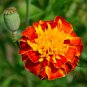 Tagetes Patula, French Marigold Seed 1000 PCS, Dainty Marietta Kongque Cao