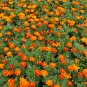 Tagetes Patula, French Marigold Seed 1000 PCS, Dainty Marietta Kongque Cao