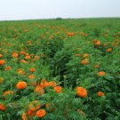 Tagetes Erecta, Mexican Marigold Seed 1000 PCS, Tagetes Patula Wanshou Ju