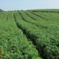 Tagetes Erecta, Mexican Marigold Seed 1000 PCS, Tagetes Patula Wanshou Ju