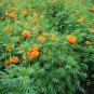 Tagetes Erecta, Mexican Marigold Seed 1000 PCS, Tagetes Patula Wanshou Ju