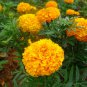 Tagetes Erecta, Mexican Marigold Seed 1000 PCS, Tagetes Patula Wanshou Ju