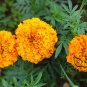 Tagetes Erecta, Mexican Marigold Seed 1000 PCS, Tagetes Patula Wanshou Ju