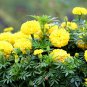 Tagetes Erecta, Mexican Marigold Seed 1000 PCS, Tagetes Patula Wanshou Ju