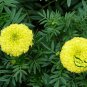 Tagetes Erecta, Mexican Marigold Seed 1000 PCS, Tagetes Patula Wanshou Ju