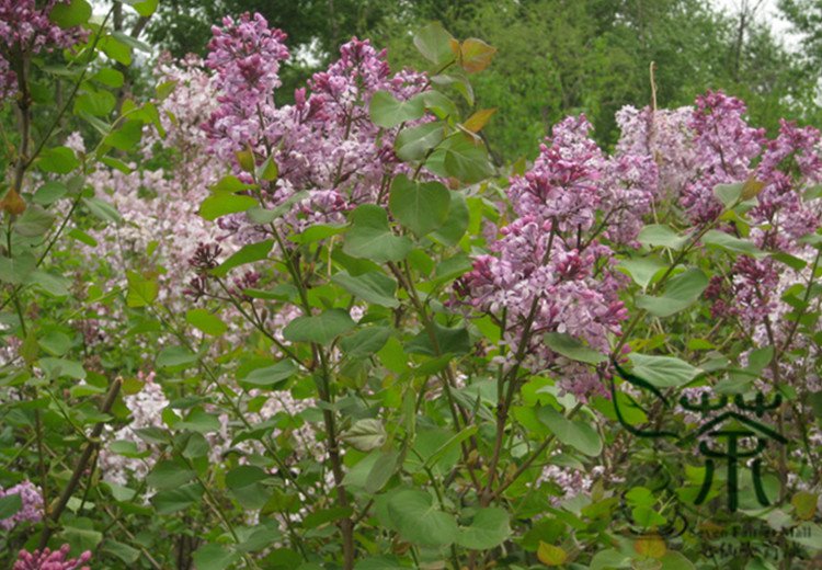 Syringa Oblata, Early Blooming Lilac Seed 2000 PCS, Broadleaf Lilac Zi Ding Xiang