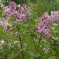 Syringa Oblata, Early Blooming Lilac Seed 2000 PCS, Broadleaf Lilac Zi Ding Xiang